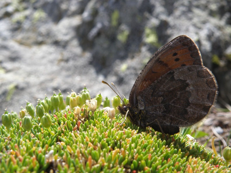 Erebia pandrose