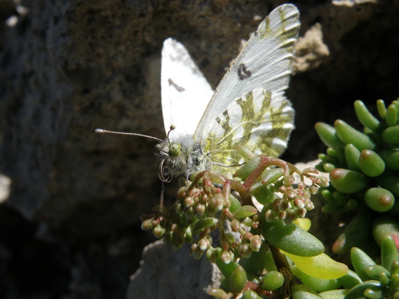 Euchloe crameri.JPG