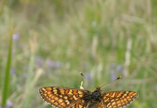 Euphrydryas aurinia