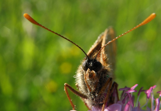Euphrydryas aurinia
