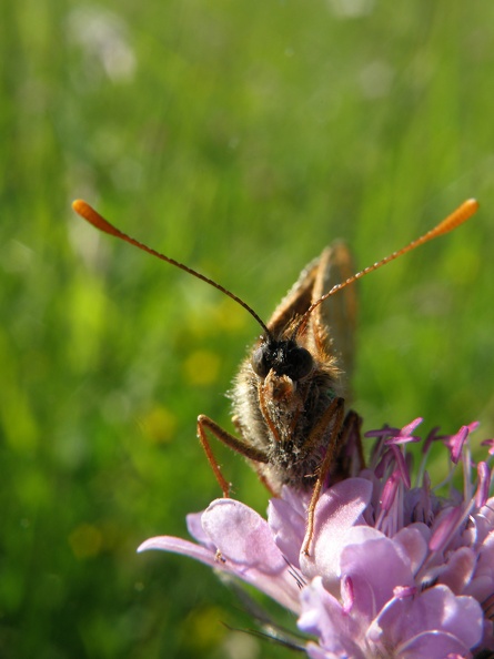 Euphrydryas aurinia2.JPG