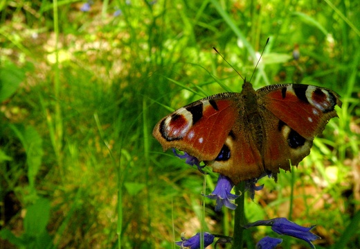 Inachis io