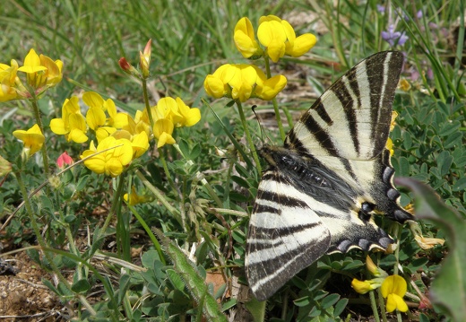 Iphiclides Feis