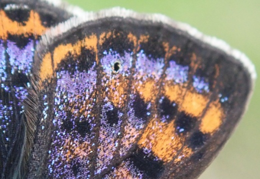 Lycaena helle