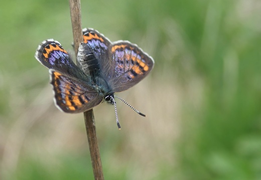Lycaena helle