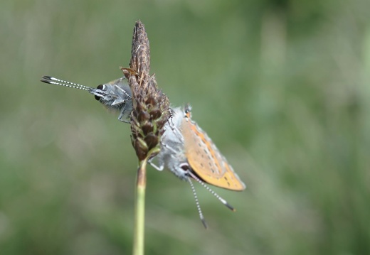 Lycaena helle