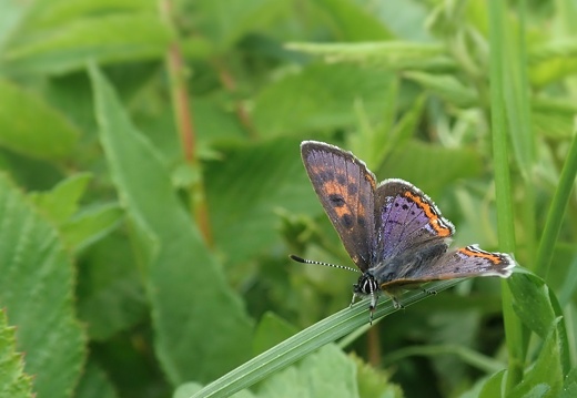 Lycaena helle