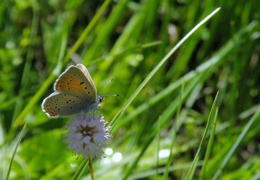 Lycaena hippothoe