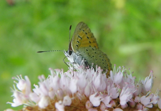Lycaena hippothoe