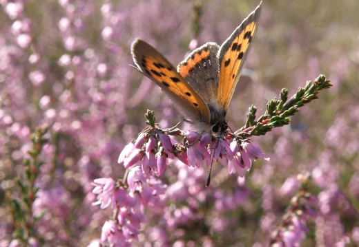 Lycaena phlaeas