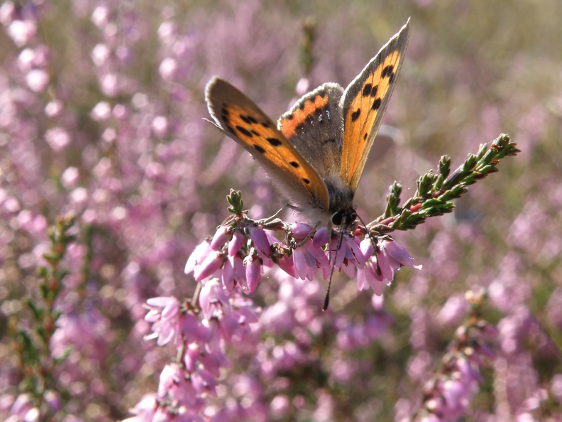 Lycaena phlaeas1.JPG