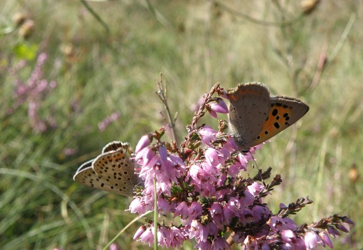 Lycaena phlaeas