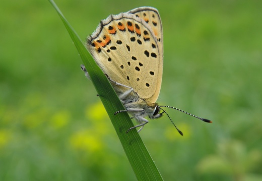 Lycaena tityrus