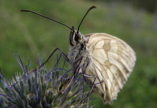Melanargia galathea