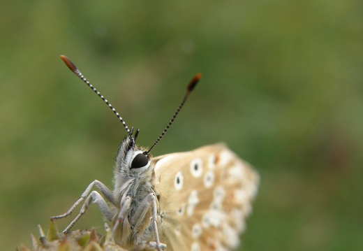 Melanargia galathea