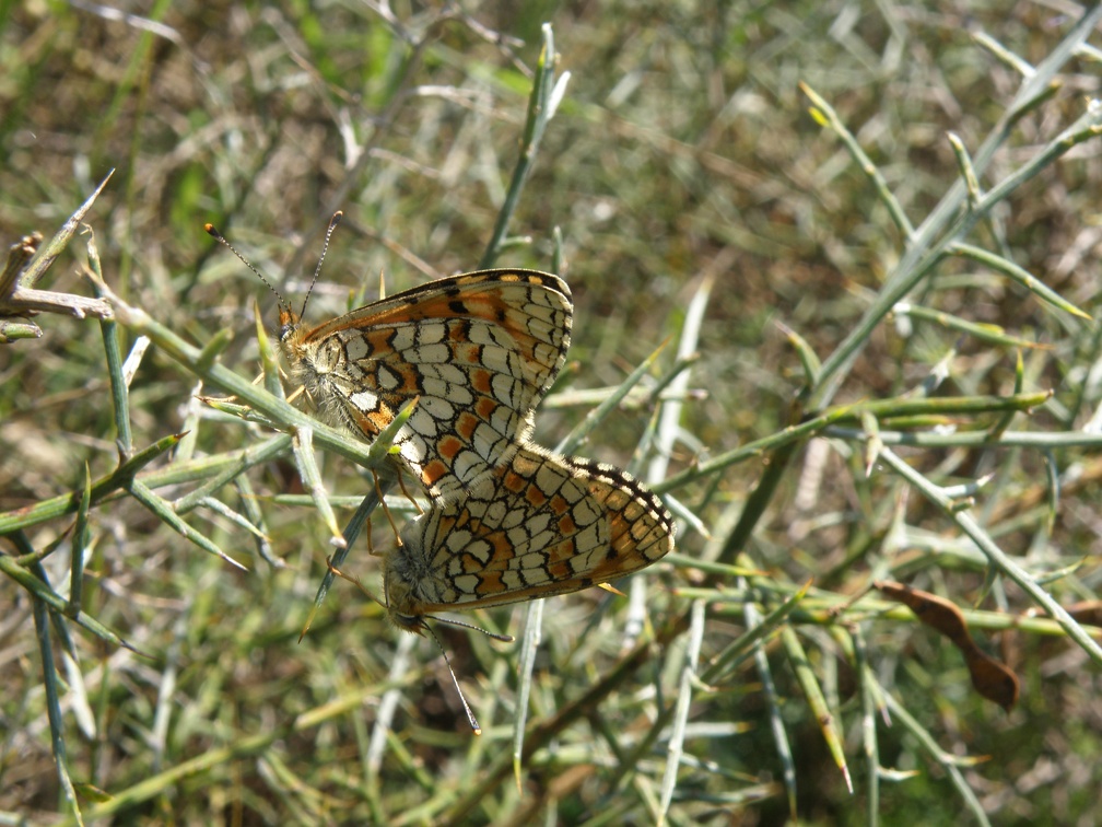 Melitaea deione