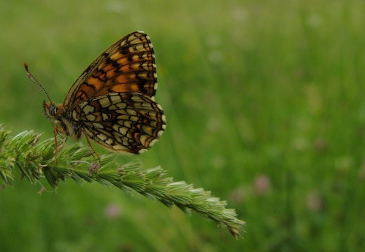 Melitaea diamina