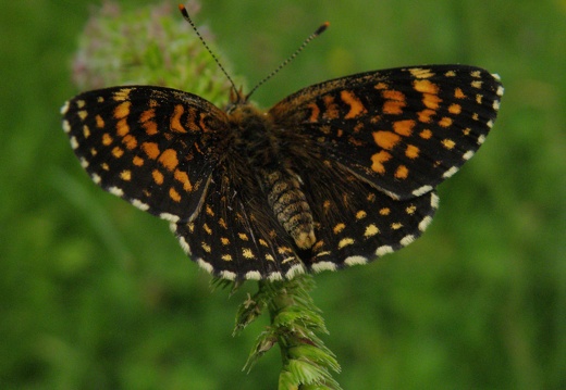 Melitaea diamina