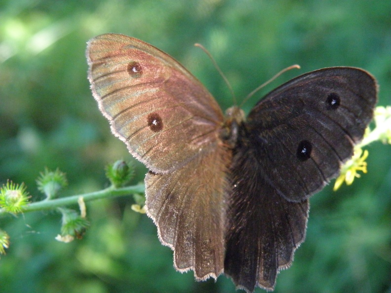 Minois dryas2.JPG