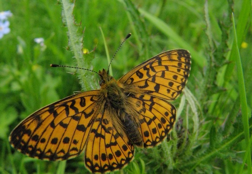 Boloria selene
