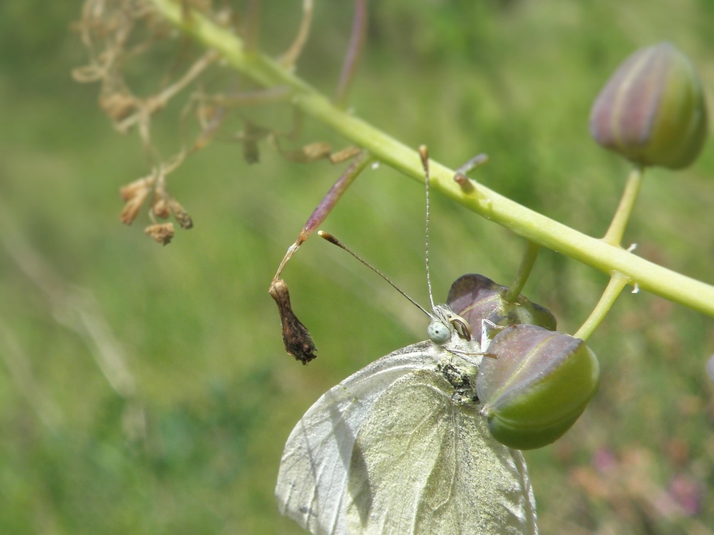 Pieris ergane