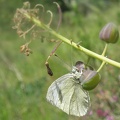 Pieris ergane