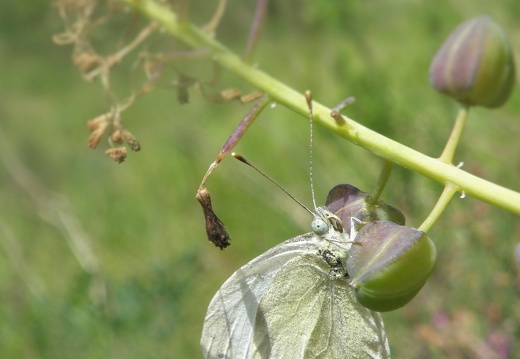 Pieris ergane