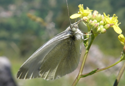 Pieris ergane