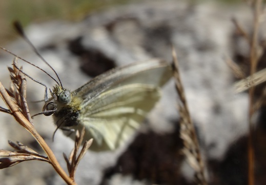 Pieris rapae