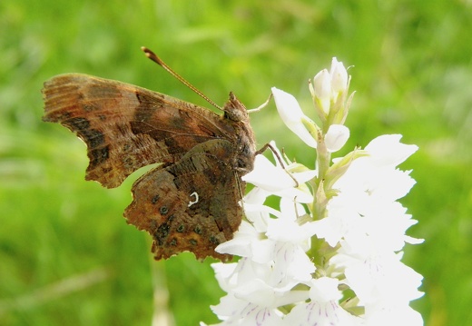 Polygonia c-album