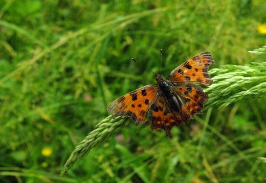 Polygonia c-album