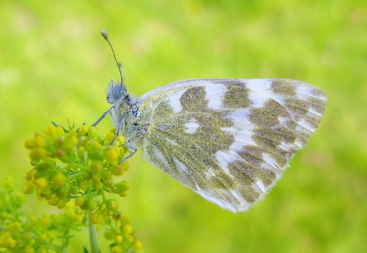 Pontia daplidice