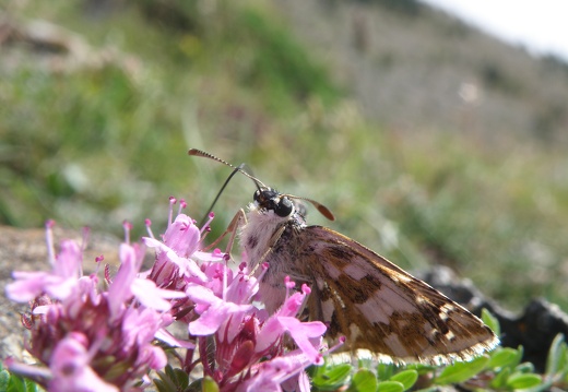 Pyrgus accretus