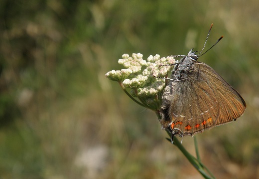 Satyrium esculi