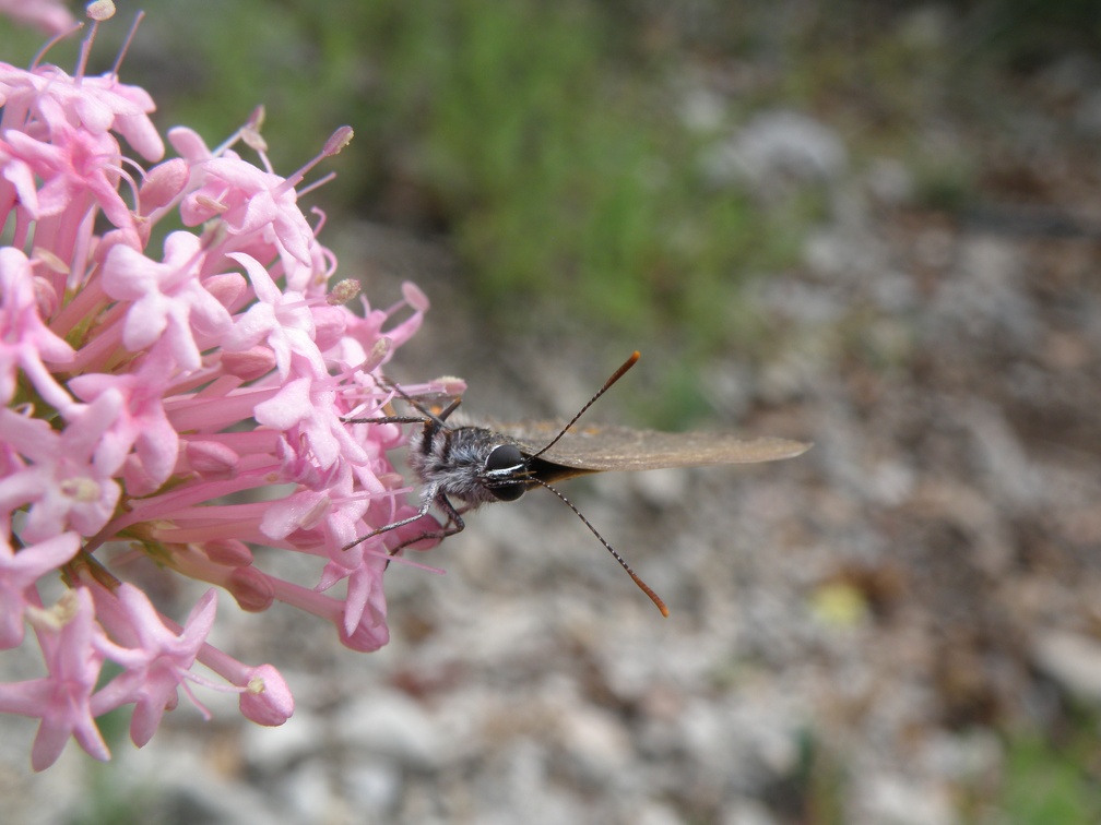 Satyrium esculi