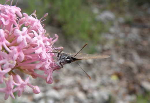 Satyrium esculi