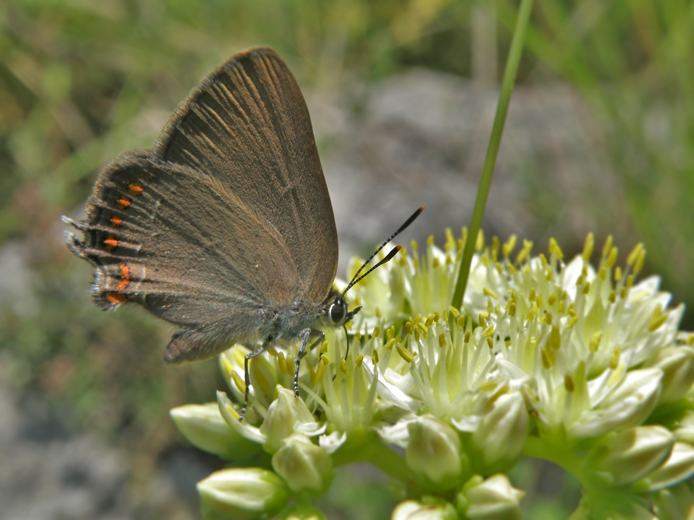 Satyrium esculi