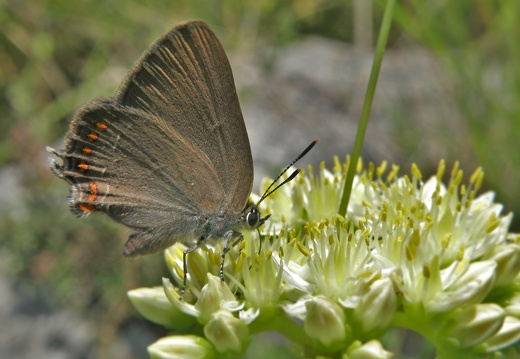 Satyrium esculi