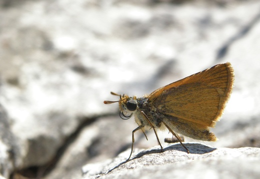 Thymelicus actaeon