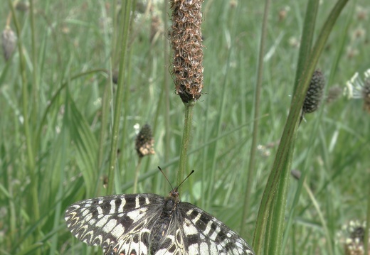 Zerynthia polyxena