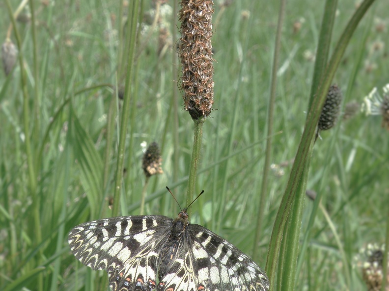 Zerynthia polyxena