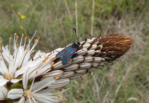 Zygaena lavandulae