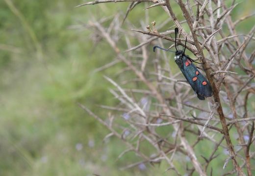 Zygaena lavandulae