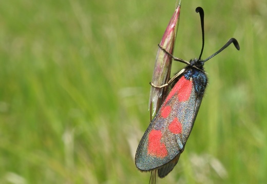 Zygaena loti