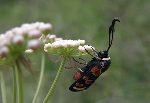 Zygaena occitanica
