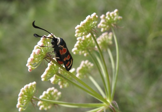 Zygaena occitanica