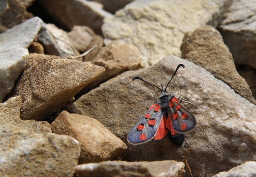 Zygaena rhadamantus