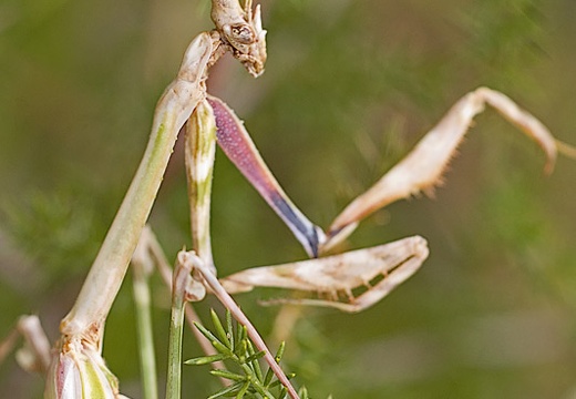 Empusa pennata