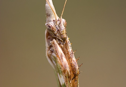 Empusa pennata