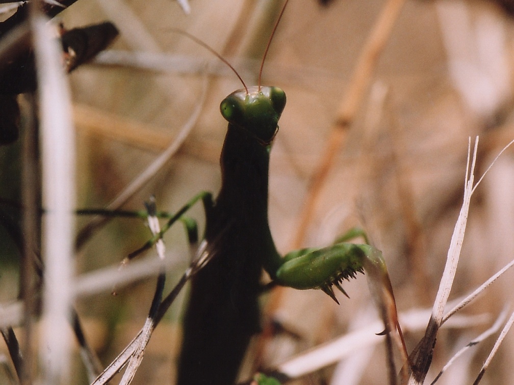 Mantis religiosa